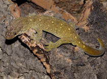 Rhacodactylus tr. trachycephalus